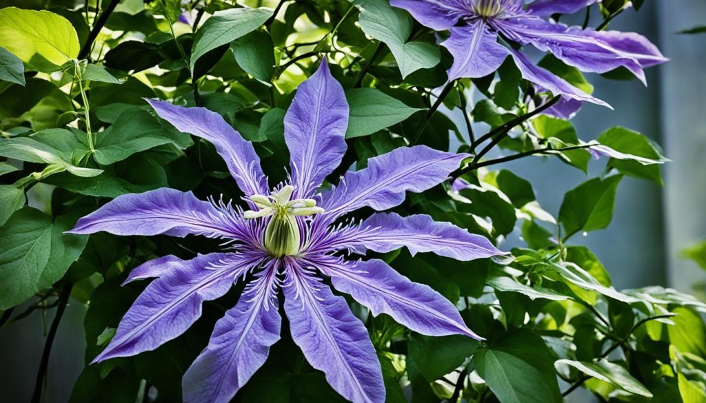clematis