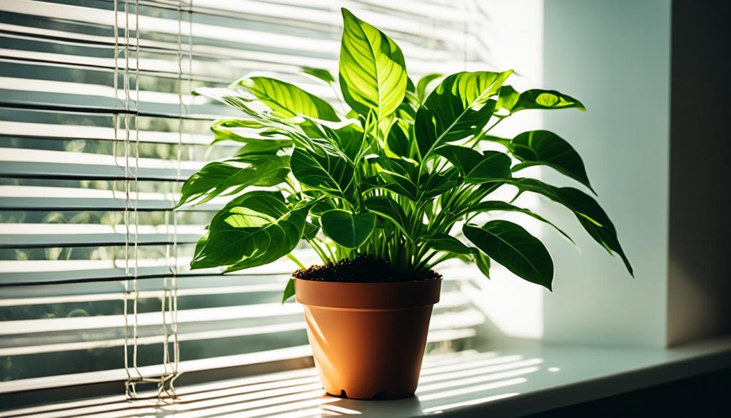 indoor plant light requirements